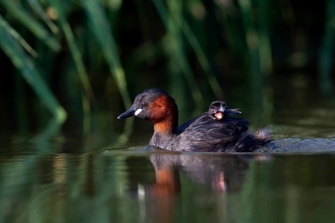 Little Grebe (Tachybaptus ruficollis) with chick, Saxony, Germany