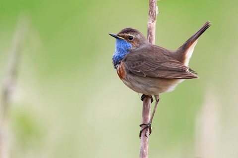 Bluethroat (Luscinia svecica cyanecula) male perched on cattail, Netherlands