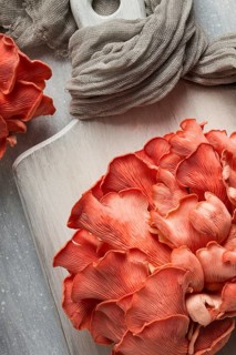 Pink oyster mushroom, bunch, close-up, raw, no people