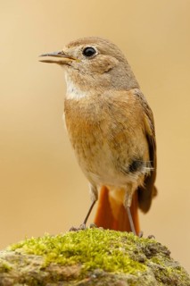 Common Redstart (Phoenicurus phoenicurus) female, Asturias, Spain