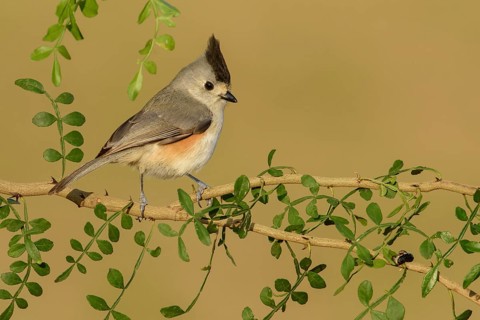 Tufted Titmouse (Baeolophus bicolor), Texas, USA