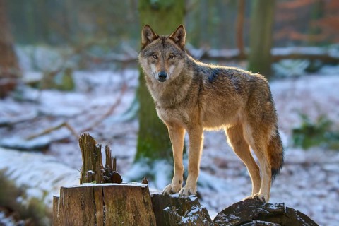 A wolf stands on a tree stump and looks attentively, Winter, Wolf (Canis lupus), Germany