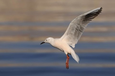 Slender-billed Gull (Chroicocephalus genei) flying, Eilat, Israel
