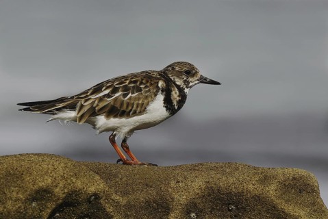 Ruddy Turnstone (Arenaria interpres), California, USA