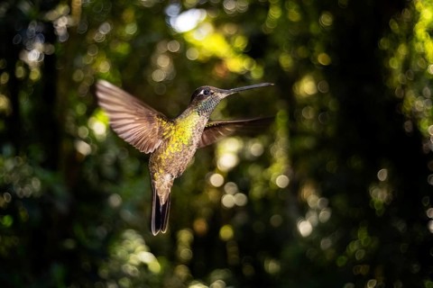 A vibrant Garden Emerald Hummingbird hovers gracefully in its natural habitat, surrounded by the