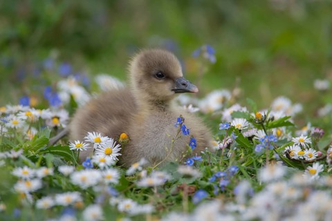 Greylag goose (Anser anser) juvenile baby gosling bird amongst Daisy and Speedwell spring flowers,