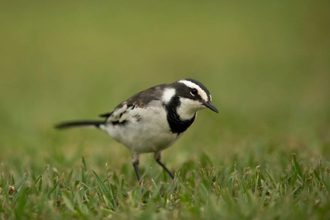 African Pied Wagtail (Motacilla aguimp vidua) juvenile, Kibale National Park, Uganda