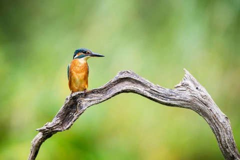Common kingfisher (Alcedo atthis) sitting on an old wooden branch in late summer, wildife, Bavaria,