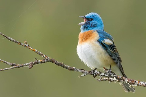 Lazuli Bunting (Passerina amoena) perched on a branch in British Columbia, Canada