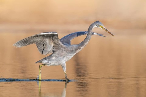 Western Reef Heron (Egretta gularis), Eilat, Israel