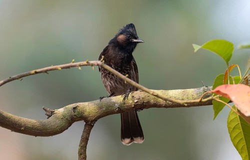 A Red-vented Bulbul (Pycnonotus cafer) on a tree branch, Sreepur, Gazipur, Bangladesh