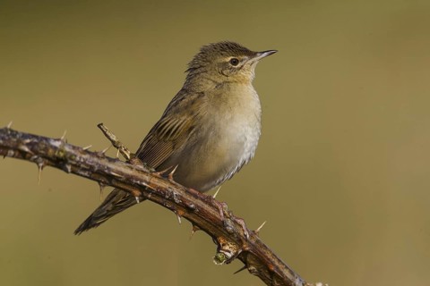 Common Grasshopper Warbler (Locustella naevia), Cheshire, United Kingdom