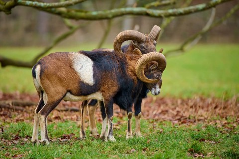 Two rams with intertwined horns in a meadow, mouflon (Ovis aries musimon), Hesse, Germany