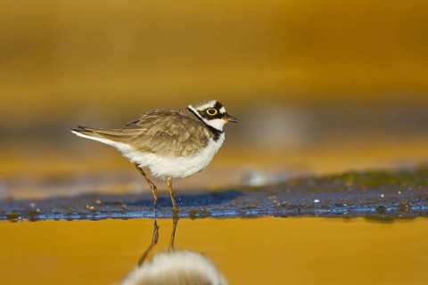 Little Ringed Plover (Charadrius dubius) male foraging, North Rhine-Westphalia, Germany
