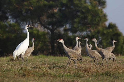 Whooping Crane & Sandhill Crane (Grus americana & Antigone canadensis), Texas, USA