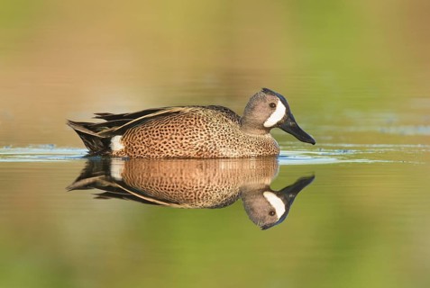 Blue-winged Teal (Spatula discors) male, British Columbia, Canada