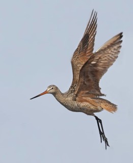 Marbled Godwit (Limosa fedoa) flying, Saskatchewan, Canada