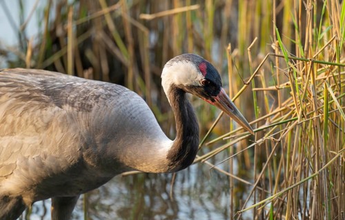 Crane (Grus grus), portrait, foraging in the shallow water zone of a lake, Lower Saxony, Germany