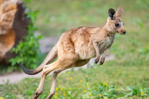 Eastern Gray Kangaroo (Macropus giganteus) youngster jumping on a meadow, captive, Germany