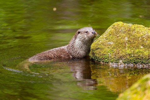 Eurasian otter (Lutra lutra) on the edge of a little lake in a forest, Bavaria, Germany