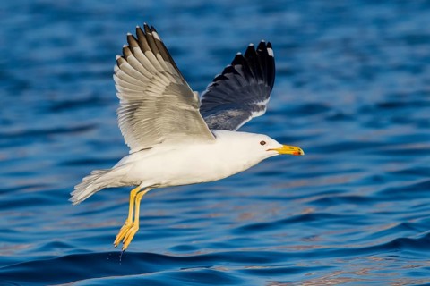 Baraba Gull (Larus fuscus barabensis) flying, Eilat, Israel