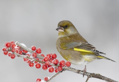 European Greenfinch (Chloris chloris), Mecklenburg-Western Pomerania, Deutschland