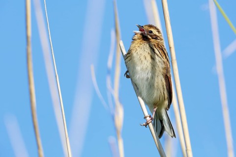Common Reed Bunting (Emberiza schoeniclus) juvenile singing in the reeds, Mecklenburg-Western