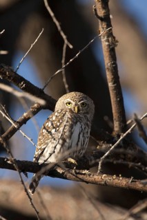 African Barred Owlet (Glaucidium capense), Etosha, Namibia