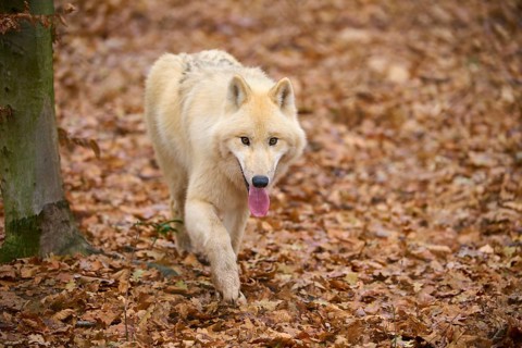 A wolf walks through the autumn forest with leaves on the ground, Arctic wolf (Canis lupus arctos),