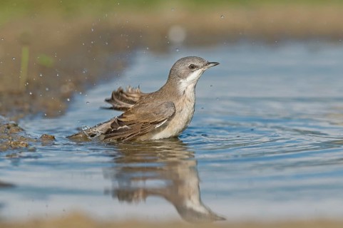 Lesser Whitethroat (Sylvia curruca) at waterhole, Aosta Valley, Italy