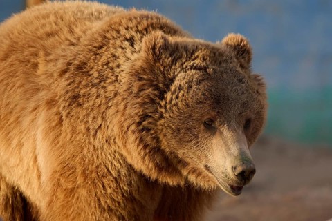 A majestic brown bear stands in its wild sanctuary, showcasing its thick fur and strong presence.