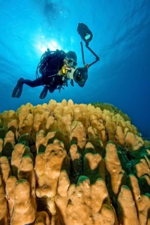 Underwater photographer diver photographing colony of stony corals reef-building corals dome