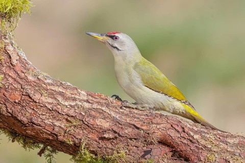 Grey-headed woodpecker (Picus canus), or lesser spotted woodpecker, male, sitting on a thick