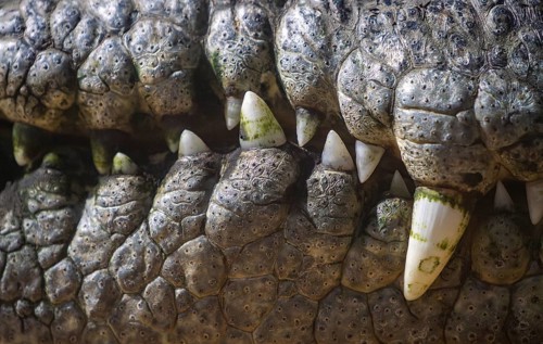A detailed close-up of a Nile crocodile's jaw, highlighting its textured skin and sharp, prominent