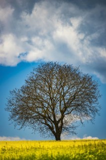 Old English oak (Quercus robur), on the Hödinger Berg, Hödingen, Lake Constance district, Upper