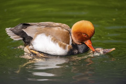 Red-crested pochard (Netta rufina) male and female pairing in lake in summer, Bavaria, Germany