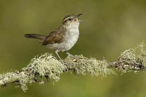 Bewick's Wren (Thryomanes bewickii) singing, Oregon, USA
