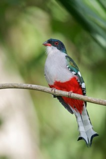 Cuban Trogon (Priotelus temnurus) perched on a branch in Cuba