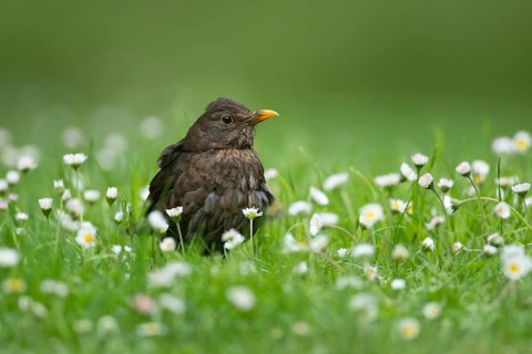 European blackbird (Turdus merula) adult female garden bird on a grass lawn with daisy flowers in