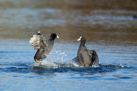 Eurasian coot (Fulica atra) two adult birds fighting on a lake, Suffolk, England, United Kingdom