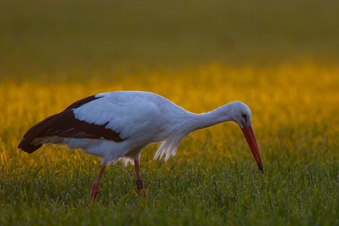 White Stork (Ciconia ciconia) foraging, North Rhine-Westphalia, Germany