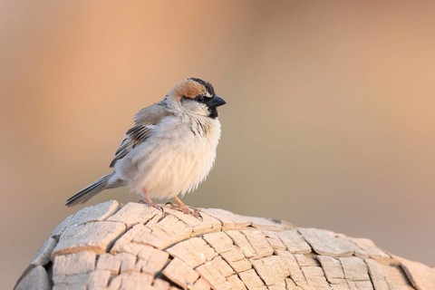 Saxaul Sparrow (Passer ammodendri) male, Oemnoe Gobi, Mongolia