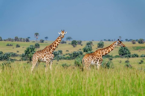 Rothschild's giraffes (Giraffa camelopardalis rothschildi) in green grass, Murchison Falls National