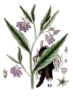 Symphytum officinale, common comfrey, digital reproduction of a historical original, between 1790