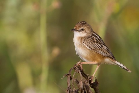 Zitting Cisticola - Zistensänger - Cisticola juncidis ssp. cisticola, Morocco