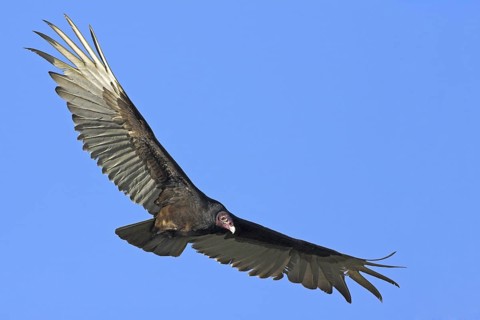 Turkey Vulture (Cathartes aura), Florida, USA