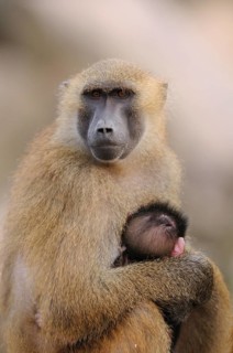 A baboon mother holds a baby in her arms and shows affection, Guinea baboon (Papio papio), captive,