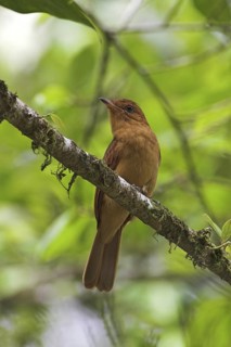 Rufous Mourner (Rhytipterna holerythra), Costa Rica