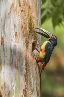 Collared Aracari (Pteroglossus torquatus) perched on a branch in Costa Rica