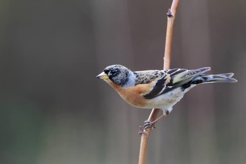 Bergfink; lat. Fringilla montifringilla; Männchen an einem senkrechten Halm sitzend